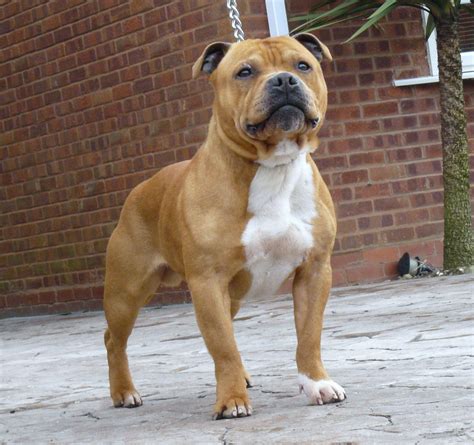 Staffordshire Bull Terrier | Bully breeds dogs, Bull terrier, Staffy dog