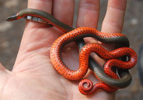 Ringneck Snake : r/pics