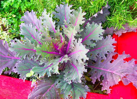 The Top 10 Most Delicious Kale Varieties for Leafy Green Enthusiasts - Garden and Happy