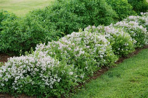 Garden & Outdoors Hedges & Shrubs Outdoor Plants 5 hedge plants Flowering Shrubs Hedge