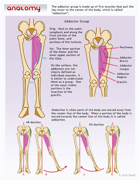 Drawsh: The Adductor Group