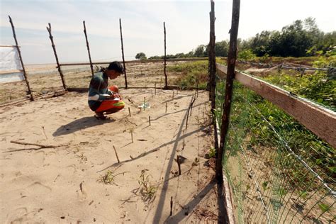 Over 400 Painted Terrapin Eggs Secured in Nest Patrol in 2017 - The ...