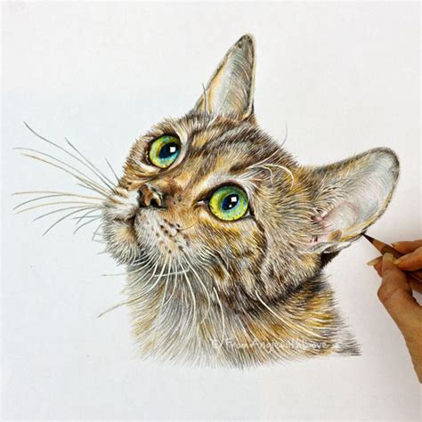 Tabby - Coloured Pencil Cat Portrait Hand-Drawn by Angie x