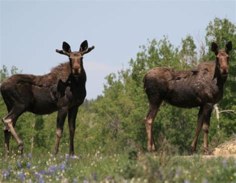 Rocky Mountain Timberlands: Montana Wildlife