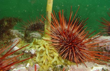 Red Sea Urchin Species Profile, Alaska Department of Fish and Game