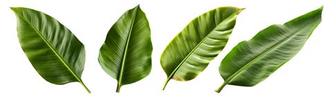 Fresh whole banana leaf isolated on transparent background, Technology ...