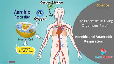 💣 Cellular respiration in humans. Cellular Respiration Overview & Examples. 2022-10-04