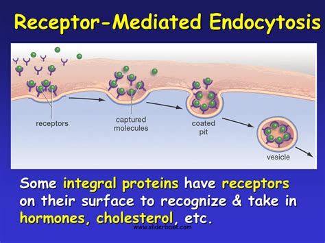 Carrier Proteins