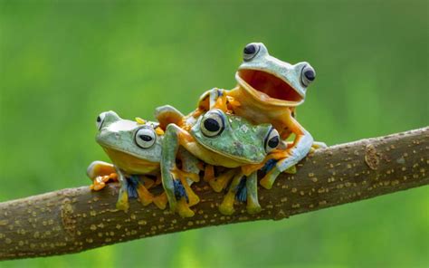 Cute Frog Backgrounds (52+ pictures)