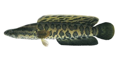 Northern Snakehead | Ontario's Invading Species Awareness Program