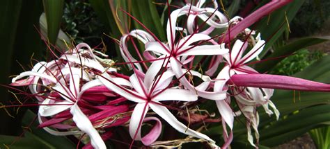 How to Prune Crinum Lily - Miss Smarty Plants