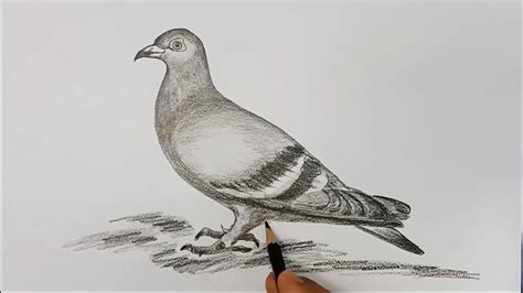 how to draw pigeon step by step - YouTube