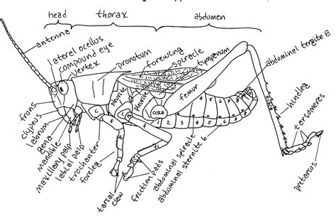 Figure 1 from Exercise 3 : Internal Anatomy of the Lubber Grasshopper , Romalea | Semantic Scholar