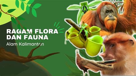 Flora dan Fauna Kalimantan - YouTube