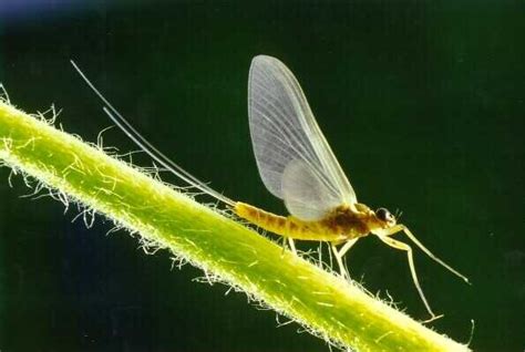 Order Ephemeroptera – ENT 425 – General Entomology