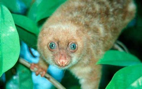 Awesome Animal - Cuscus - Stan C. Smith