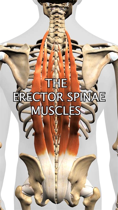 The erector spinae muscles – Artofit