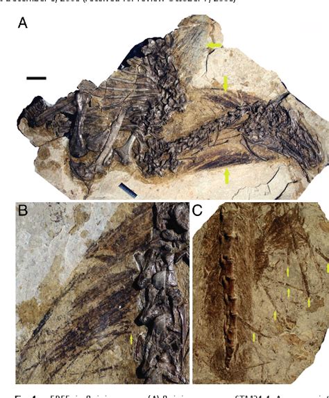 Figure 1 from A new feather type in a nonavian theropod and the early ...