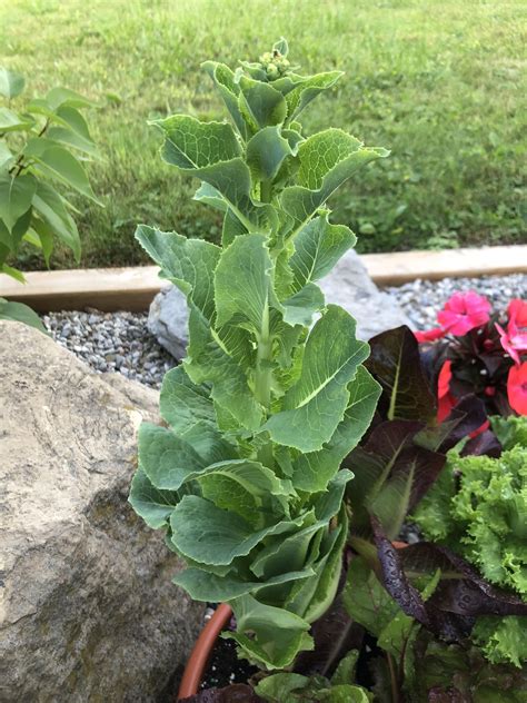 My first time growing romaine lettuce. I harvested some leaves from the ...