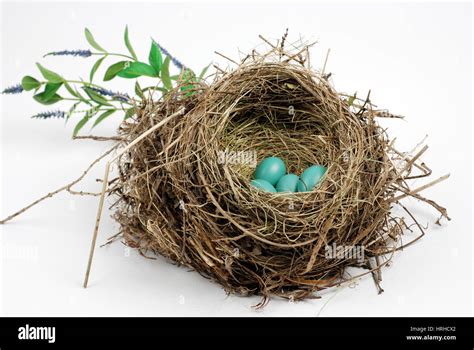 American Robin Nest Stock Photo - Alamy