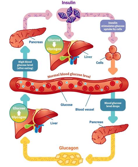 Controlling Blood Glucose Concentration | GCSE Biology Revision