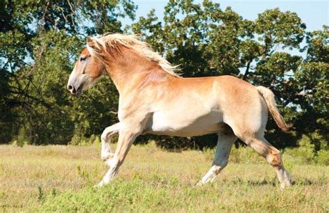 Draft Horse Breeds - Published by Young Rider magazine