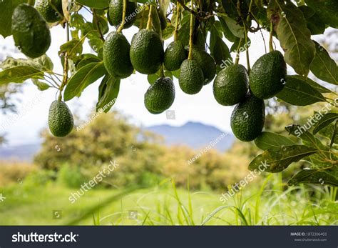 22,639 Avocado Tree Images, Stock Photos, 3D objects, & Vectors | Shutterstock