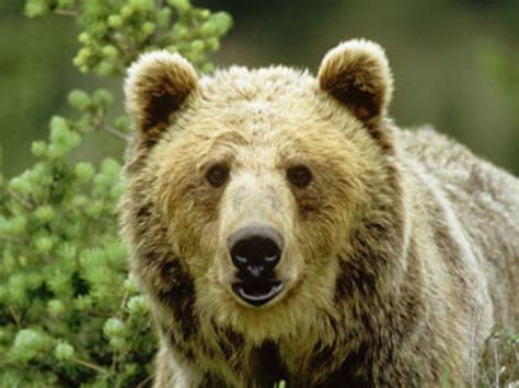 Brown Bear in Forest