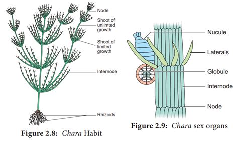 Chara - Algae