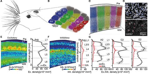 Frontiers | Cell Type-Specific Structural Organization of the Six Layers in Rat Barrel Cortex