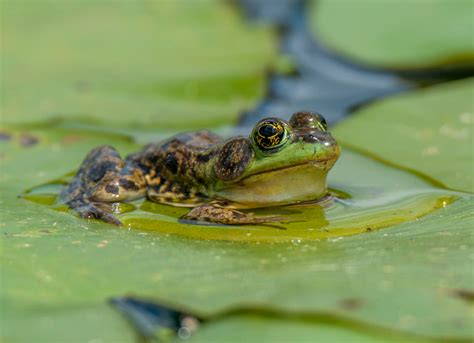 Wild Profile: Meet the mink frog - Cottage Life