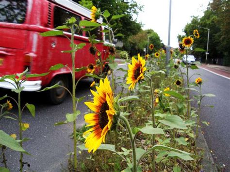 Throw It, Grow It: London's Guerrilla Gardeners - Gardenista