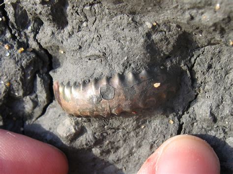 Charmouth (Dorset) | Discovering Fossils