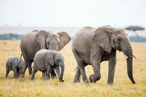 10 of the Most Endangered Species in Africa | Earth.Org