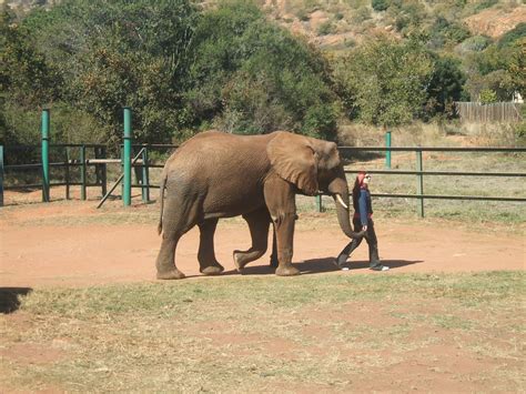 Hartbeespoortdam Elephant Sanctuary - ZooChat