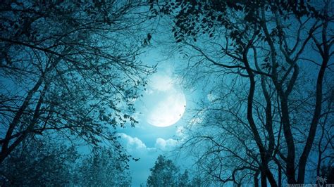 Moonlit Forest | Landscape concept, Moonlight, Moonlit sky