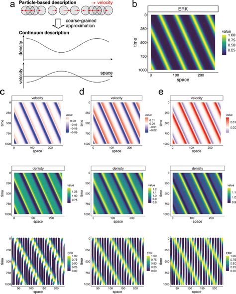 Simulations of the continuum model in 1D (a). A schematic... | Download ...