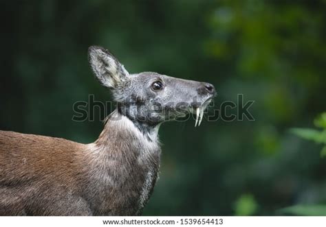 460 Fanged Deer Images, Stock Photos & Vectors | Shutterstock