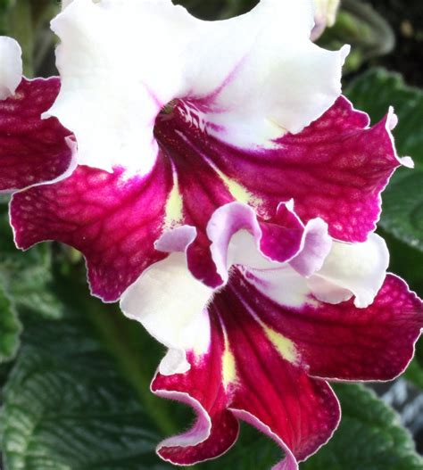 Streptocarpus Titania – Dibleys