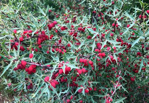 From seed to harvest, ornery agarita a challenge, but worth it – Texas ...