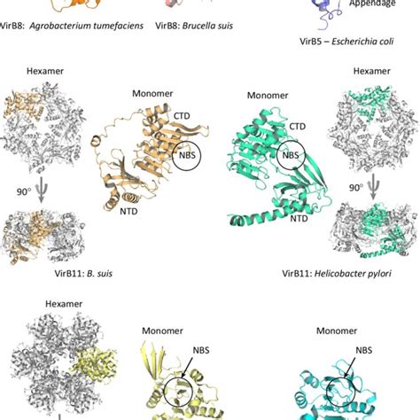 Schematics showing the two modes of type IV secretion system (T4SS)... | Download Scientific Diagram