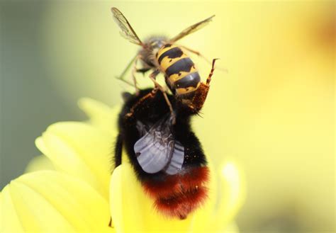 Trying to get a nice close up of a bee on a flower and this happened. Love bees. Hate wasps ...