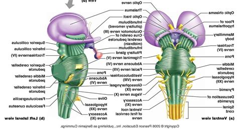 Brain Stem Anatomy | l | Pinterest | Stems and Anatomy