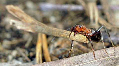 The Behavior of Ants