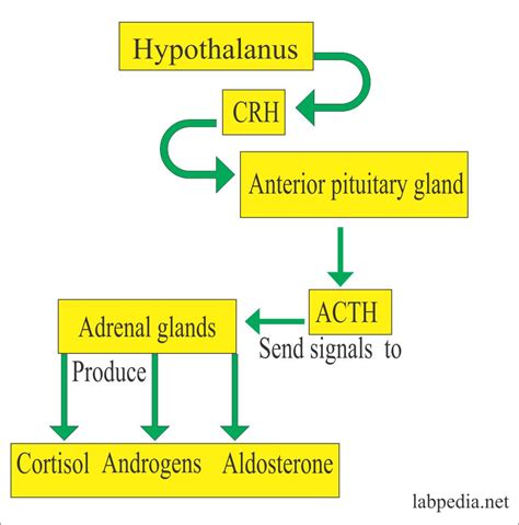 ACTH (Adrenocorticotropic Hormone), Cushing’s Syndrome – Labpedia.net