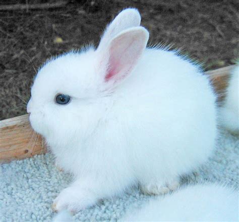 Baby Blue Eyed White Angora Rabbit