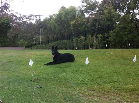 Hidden-Dog-Fence-Installations4 - Hidden Fence