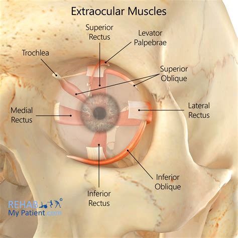 Extraocular Muscles | Rehab My Patient