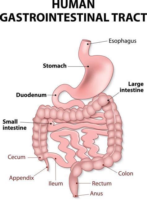 All About the Upper GI Tract - Birmingham Gastroenterology Associates