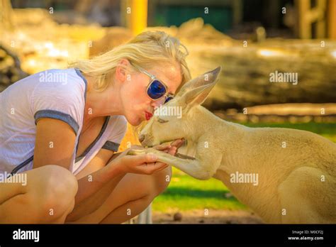 Woman kissing Kangaroo Stock Photo - Alamy